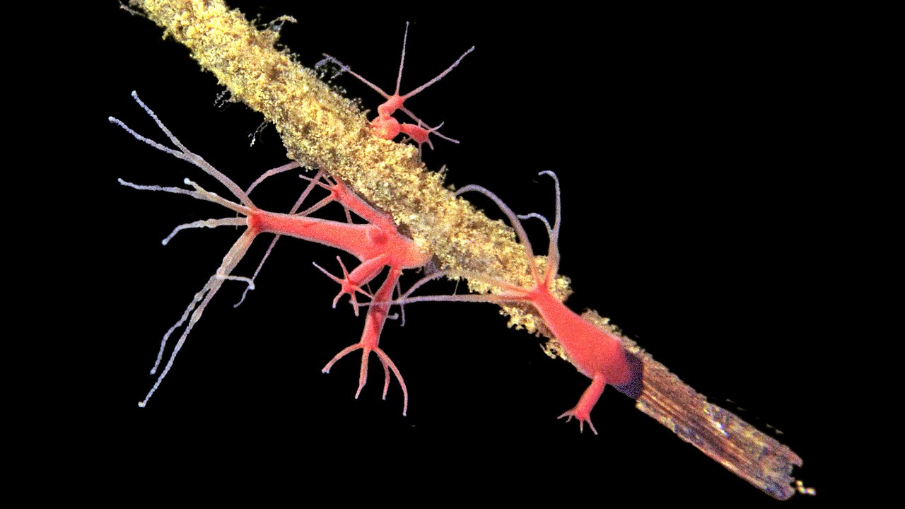 Hydra — Image Credit: CEKeech - CC0/Wiki Commons