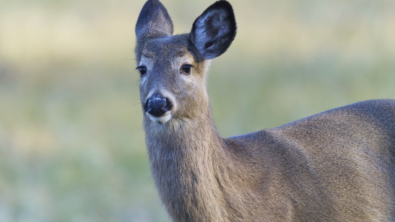 White-tailed deer — Image Credit: Paul Danese - CC BY-SA 4.0/Wiki Commons