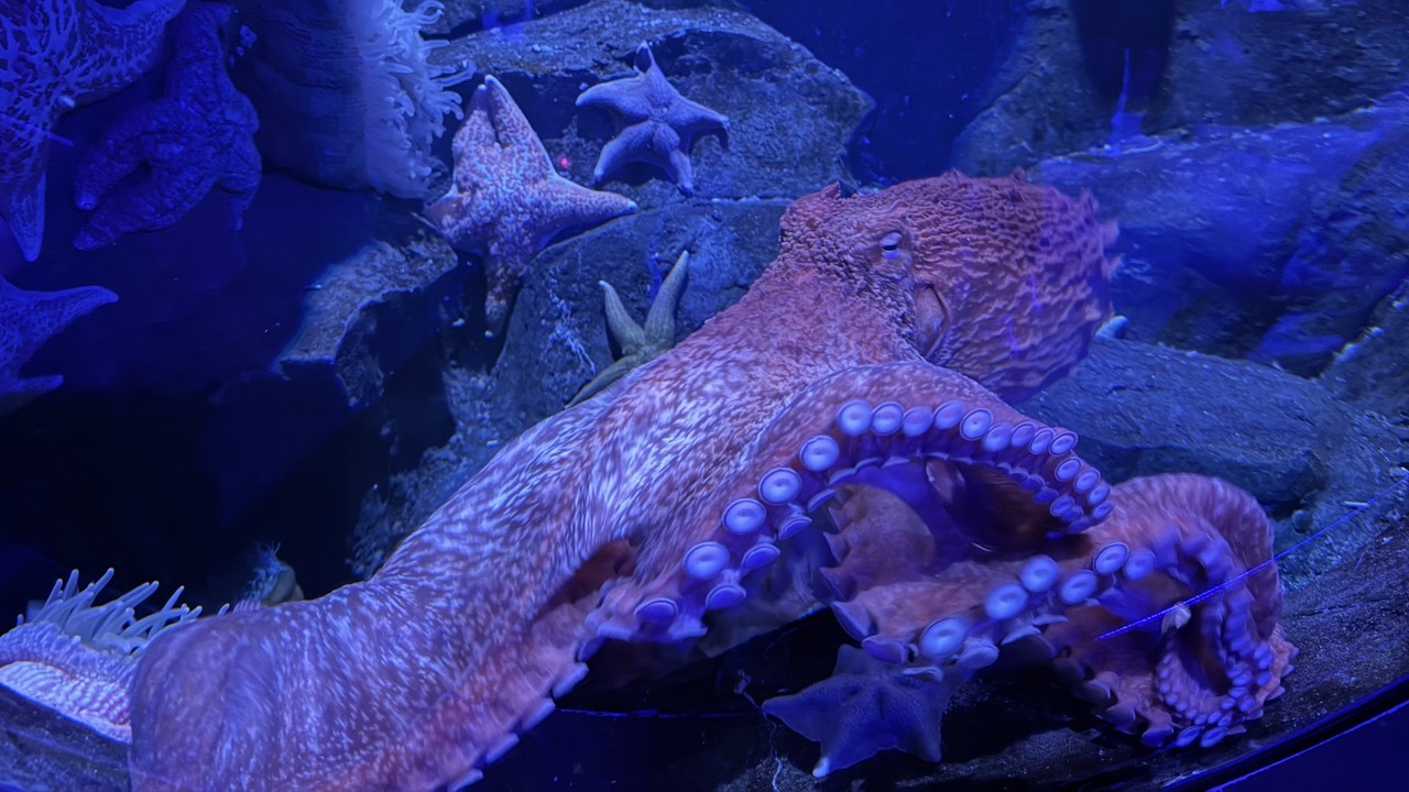Giant Pacific octopus — Image Credit: Famartin - CC BY-SA 4.0/Wiki Commons