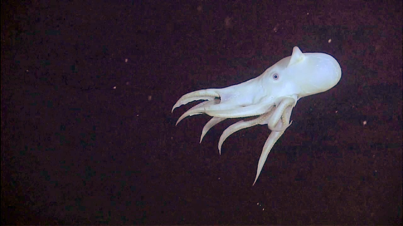 Dumbo octopus — Image Credit: NOAA Okeanos Explorer - Public domain/Wiki Commons