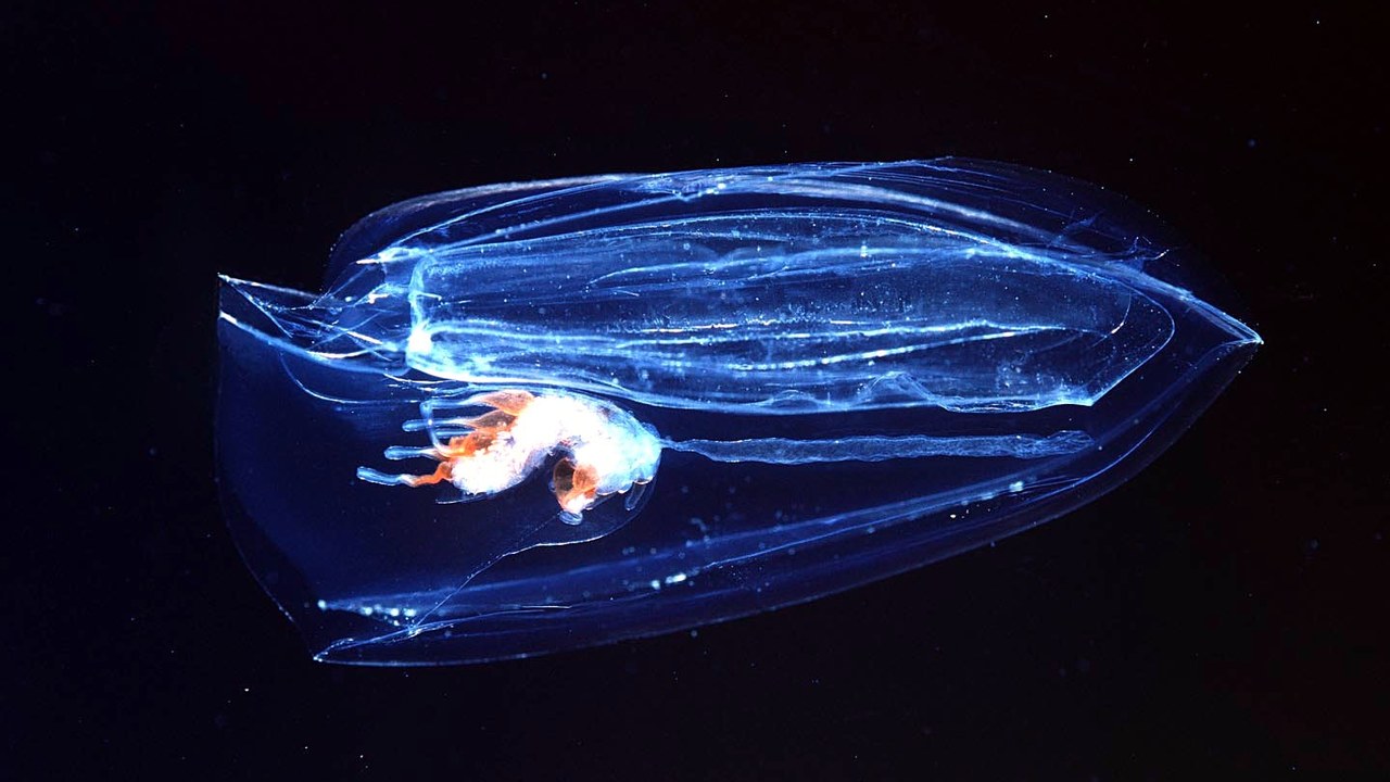 Comb jelly — Image Credit: user:uwe kils, edited by Arne Nordmann (norro) - CC BY-SA 3.0/Wiki Commons