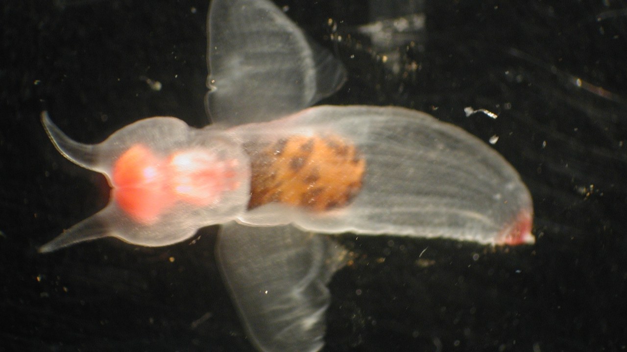 Sea angel — Image Credit: Matt Wilson/Jay Clark, NOAA NMFS AFSC - Public domain/Wiki Commons