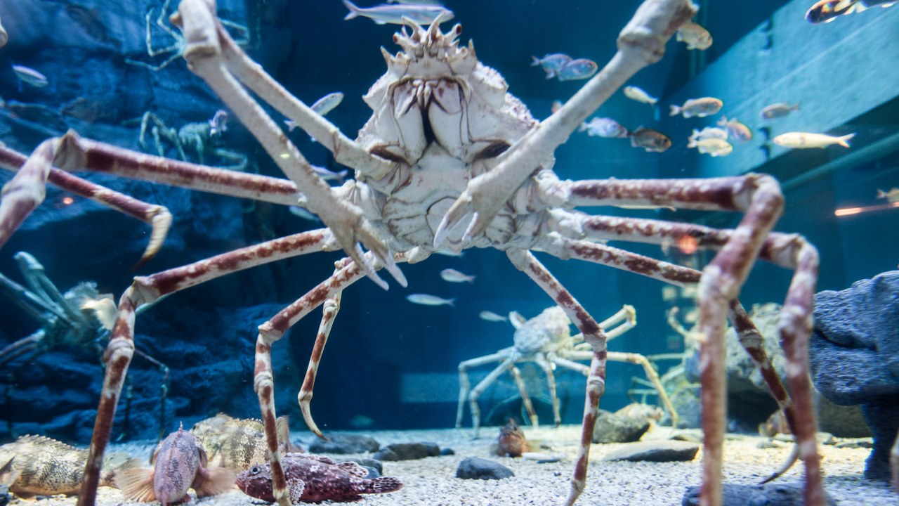 Japanese spider crab — Image Credit: Takashi Hososhima from Tokyo, Japan - CC BY-SA 2.0/Wiki Commons