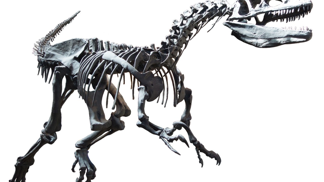 Allosaurus — Image Credit: Thomas Quine - CC BY 2.0/Wiki Commons