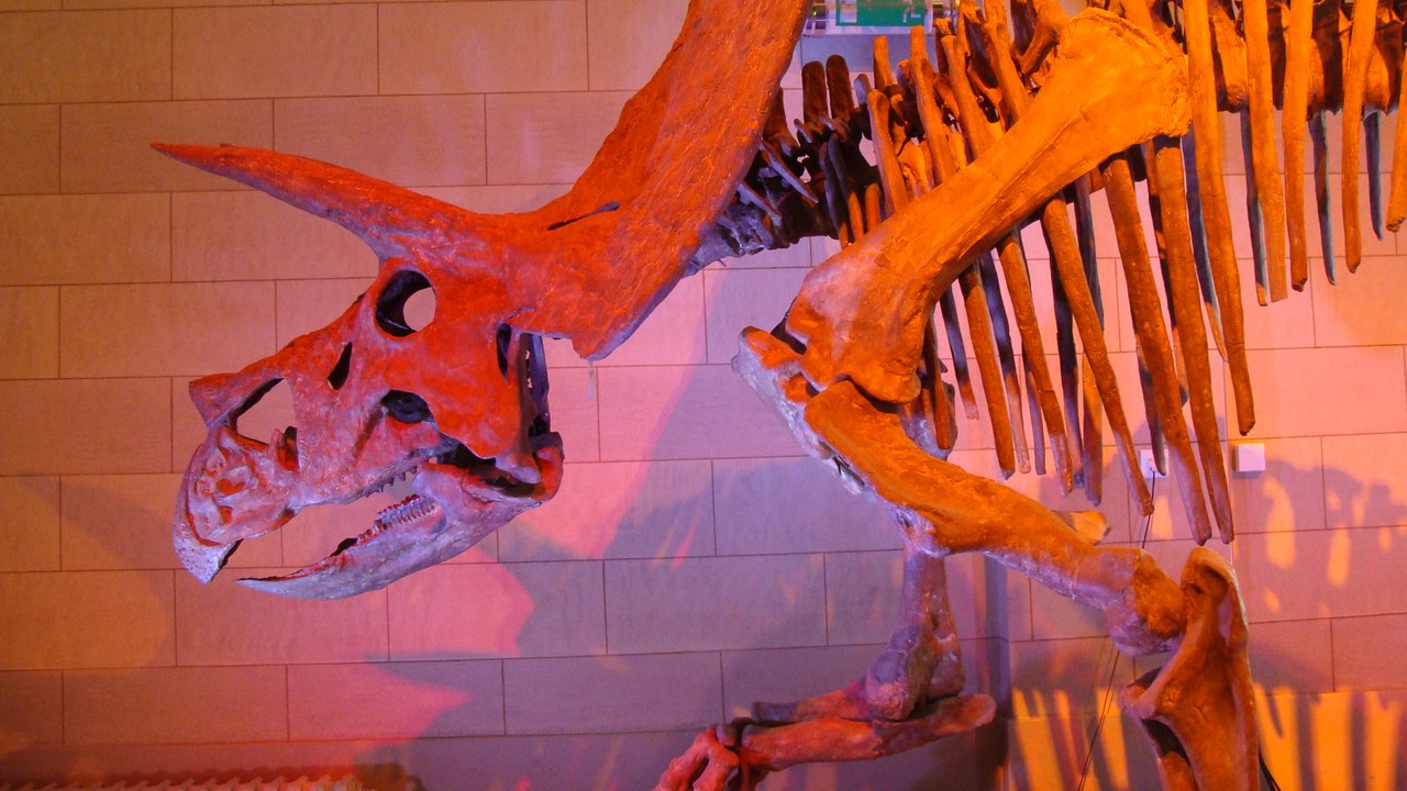 Triceratops — Image Credit: Esv - Eduard Solà Vázquez - CC BY 3.0/Wiki Commons
