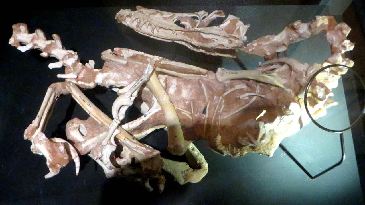 Velociraptor — Image Credit: Eden, Janine and Jim - CC BY 2.0/Wiki Commons
