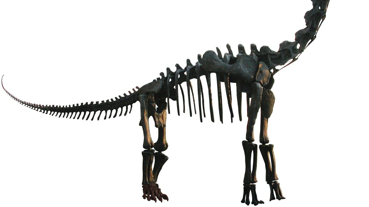 Brachiosaurus — Image Credit: Matt Wedel - CC BY 3.0/Wiki Commons