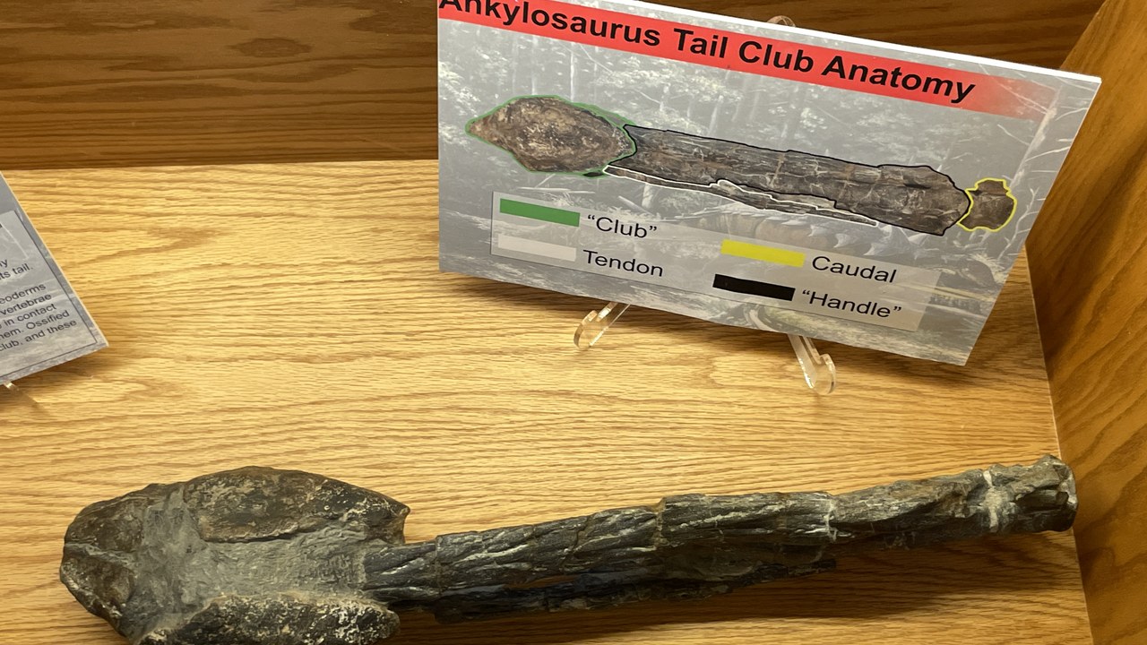 Ankylosaurus — Image Credit: CryolophosaurusEllioti - CC BY 4.0/Wiki Commons