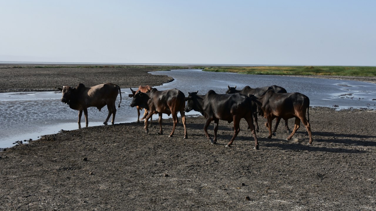Lake Natron — Image Credit: Richard Mortel from Riyadh, Saudi Arabia - CC BY 2.0/Wiki Commons