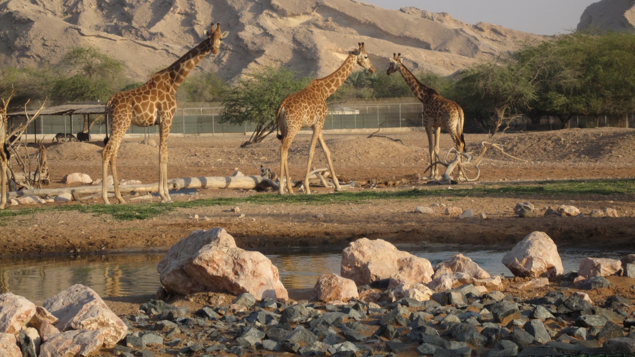 Giraffe — Image Credit: Doug Belshaw - CC BY 2.0/Wiki Commons
