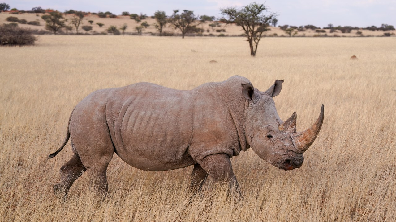 White rhinoceros — Image Credit: Giles Laurent - CC BY-SA 4.0/Wiki Commons