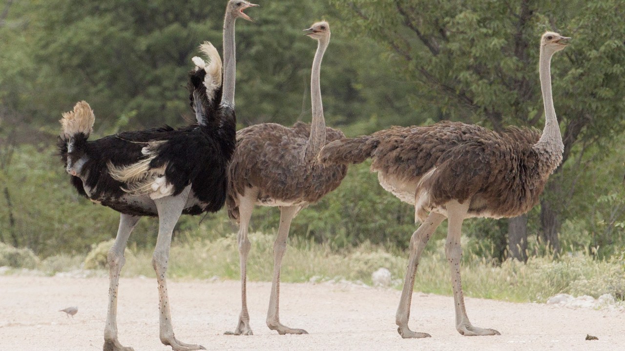 Ostrich — Image Credit: Yathin S Krishnappa - CC BY-SA 4.0/Wiki Commons