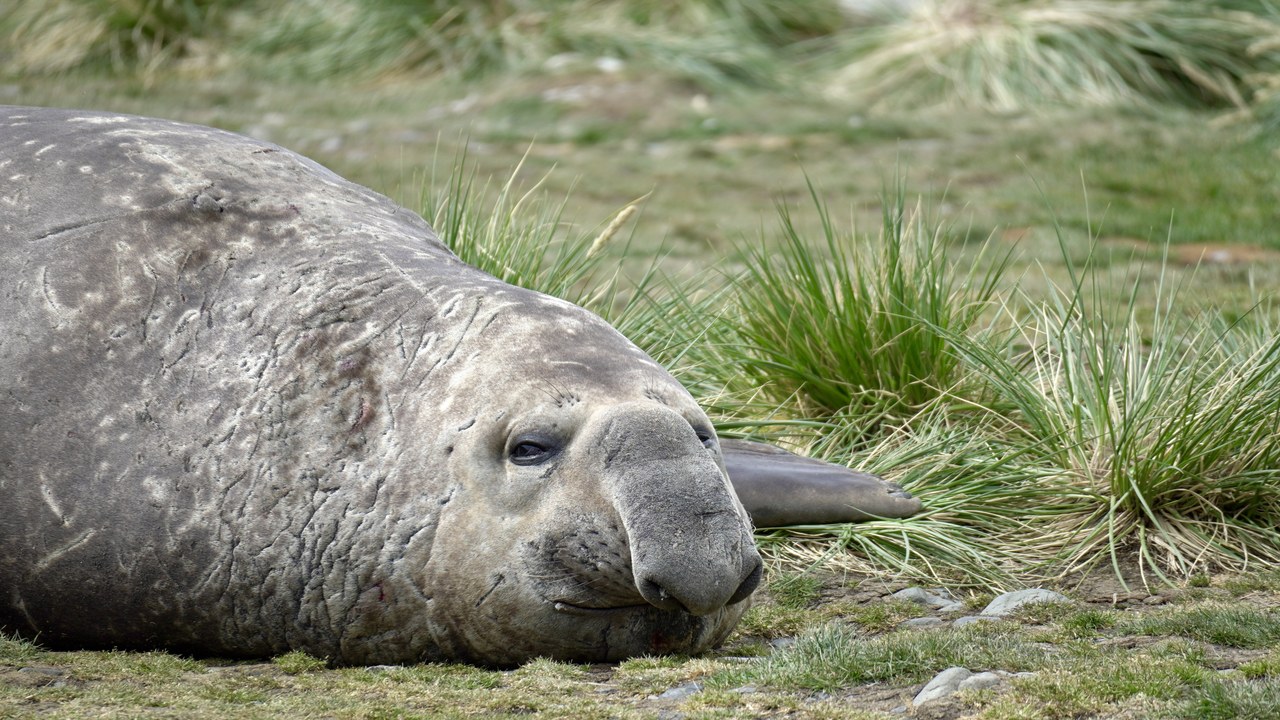 Southern elephant seal — Image Credit: Gary Bembridge - CC BY 2.0/Wiki Commons