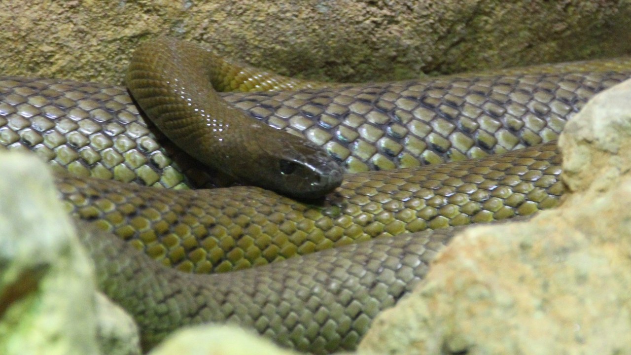 Inland taipan — Image Credit: Bjoertvedt - CC BY-SA 3.0/Wiki Commons