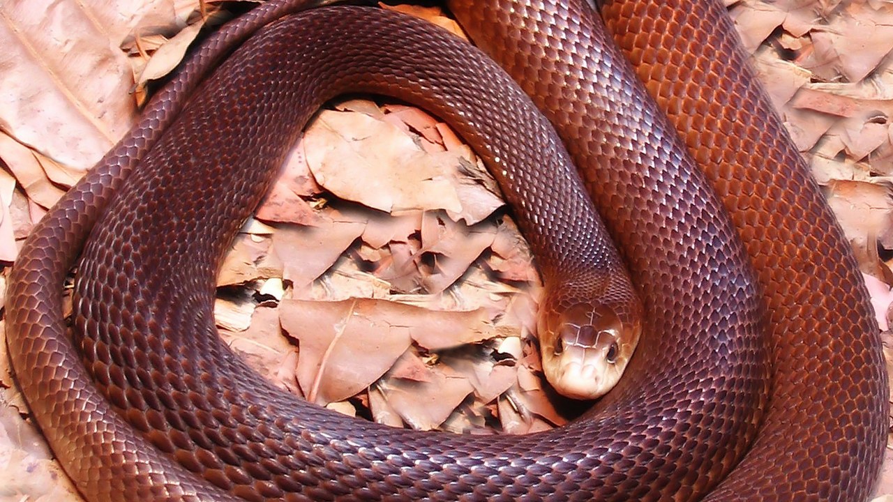 Coastal taipan — Image Credit: AllenMcC - CC BY-SA 3.0/Wiki Commons
