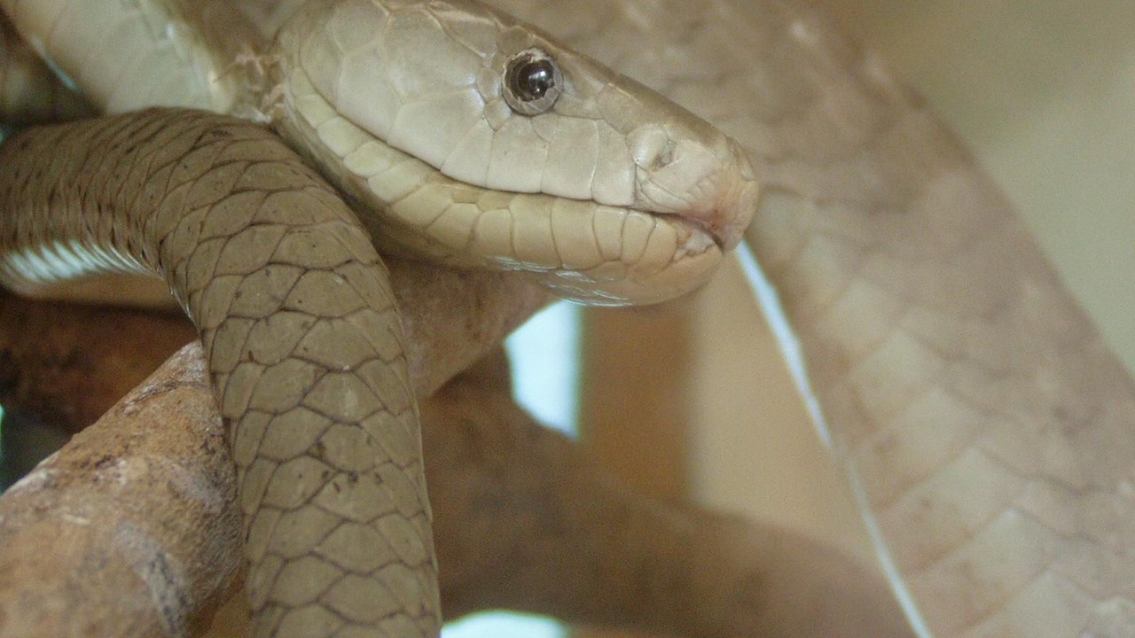 Black mamba — Image Credit: Kat Spence - Public domain/Wiki Commons