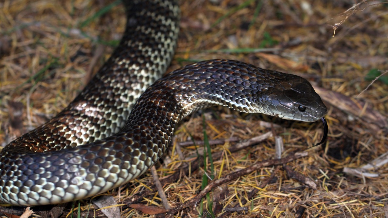 Tiger snake — Image Credit: Matt from Melbourne, Australia - CC BY 2.0/Wiki Commons