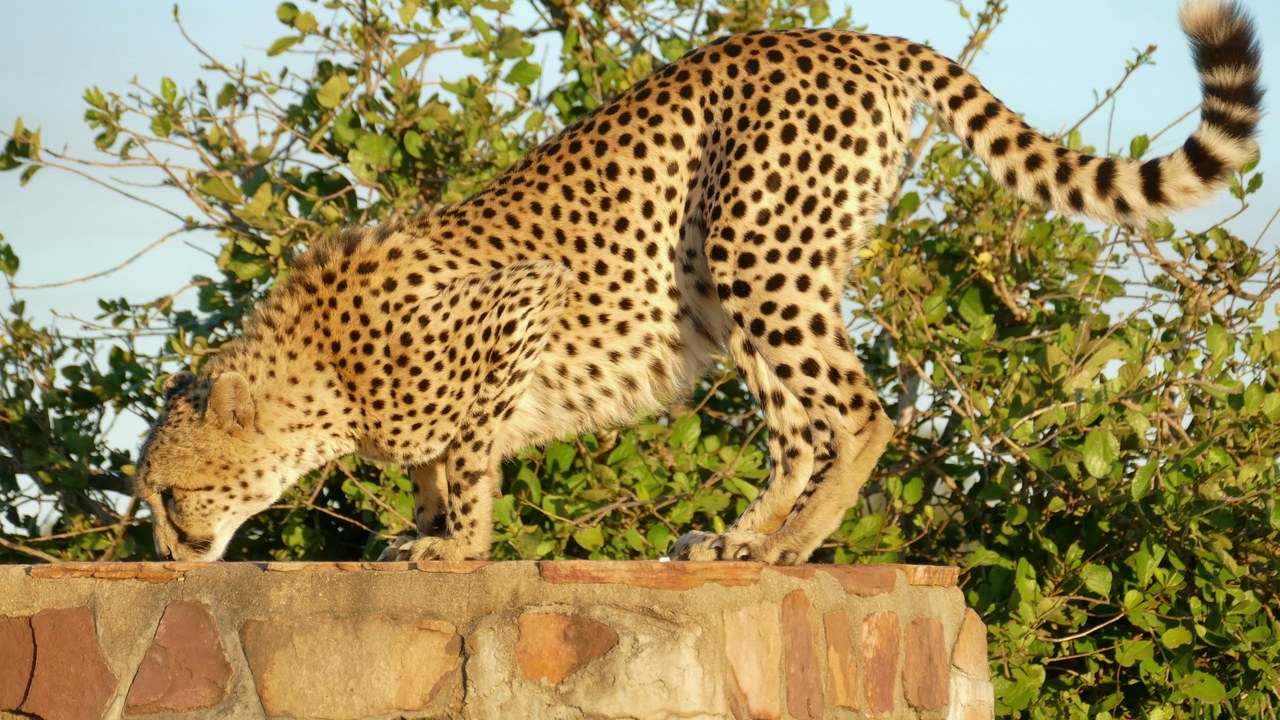 Cheetah — Image Credit: Bernard DUPONT from FRANCE - CC BY-SA 2.0/Wiki Commons