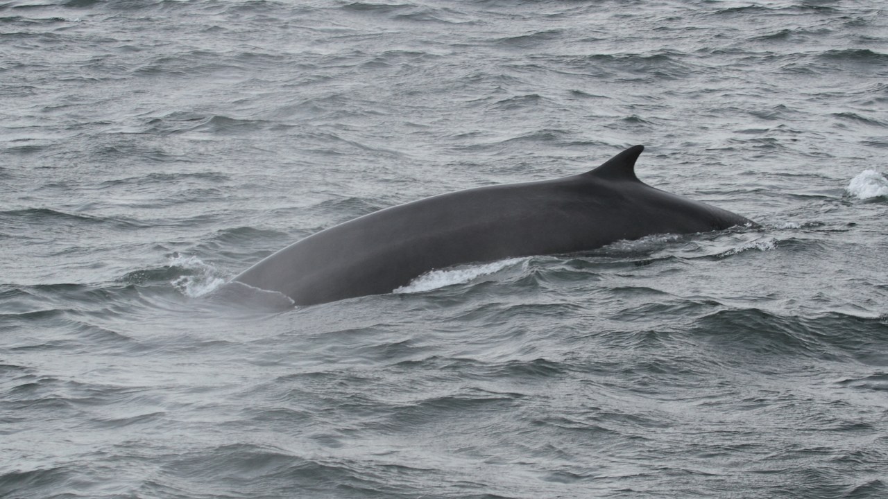 Fin whale — Image Credit: Cephas - CC BY-SA 3.0/Wiki Commons