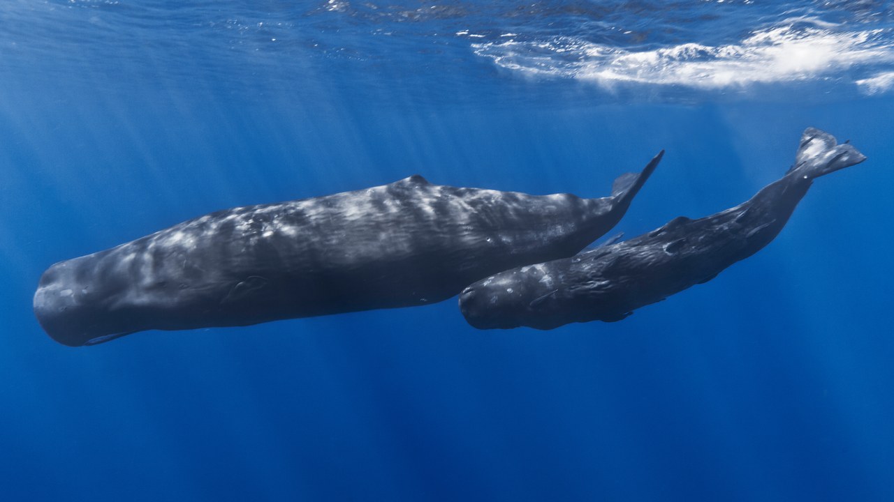 Sperm whale — Image Credit: Gabriel Barathieu - CC BY-SA 2.0/Wiki Commons