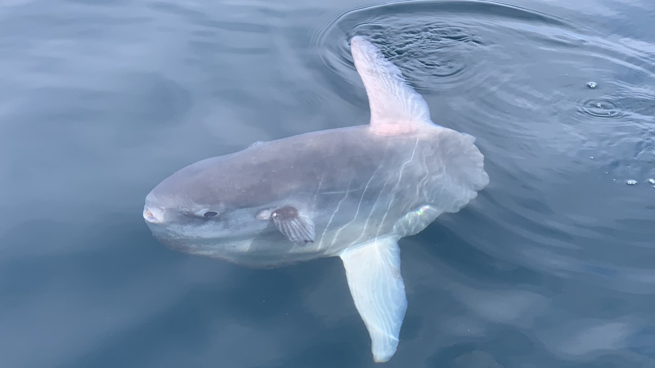 Ocean sunfish — Image Credit: Photoabc - CC0/Wiki Commons
