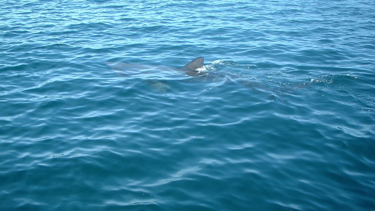Basking shark — Image Credit: Ian Andrews - CC BY-SA 2.0/Wiki Commons
