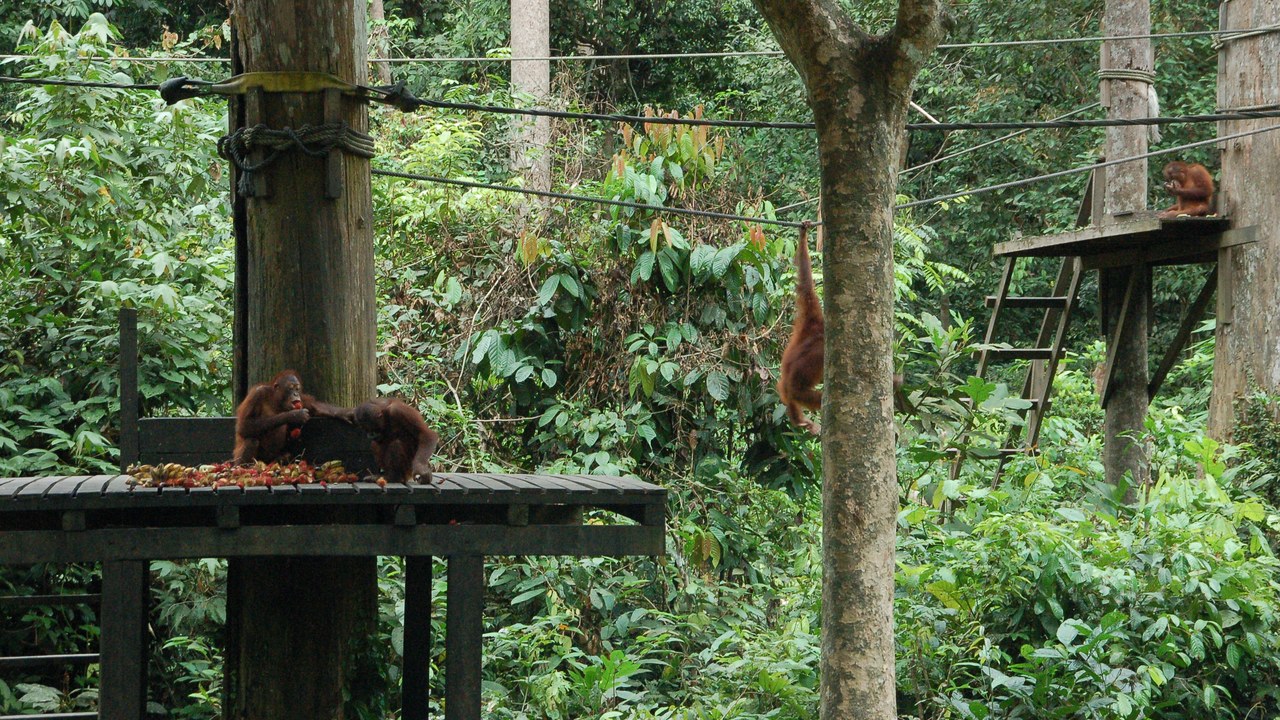 Borneo — Image Credit: Matthias Bethke - CC BY-SA 4.0/Wiki Commons