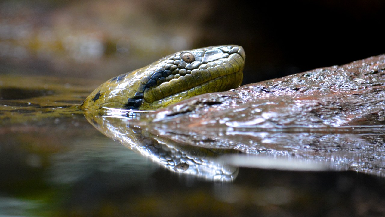 Green Anaconda in Trivandrum Zoo.jpg