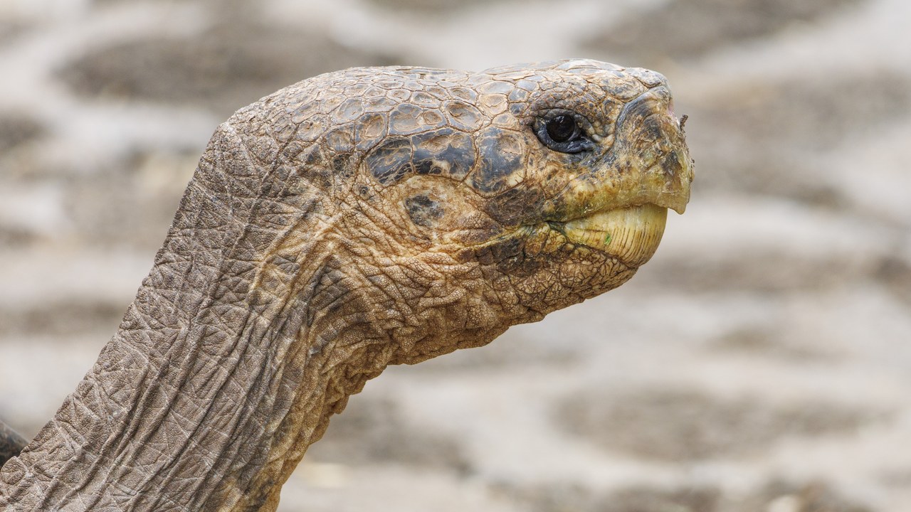 Galápagos giant tortoise, head profile 2 (Chelonoidis niger hoodensis).jpg