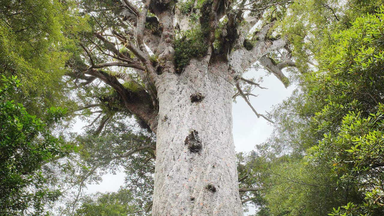 Tāne Mahuta — Image Credit: Pseudopanax at English Wikipedia - Public domain/Wiki Commons