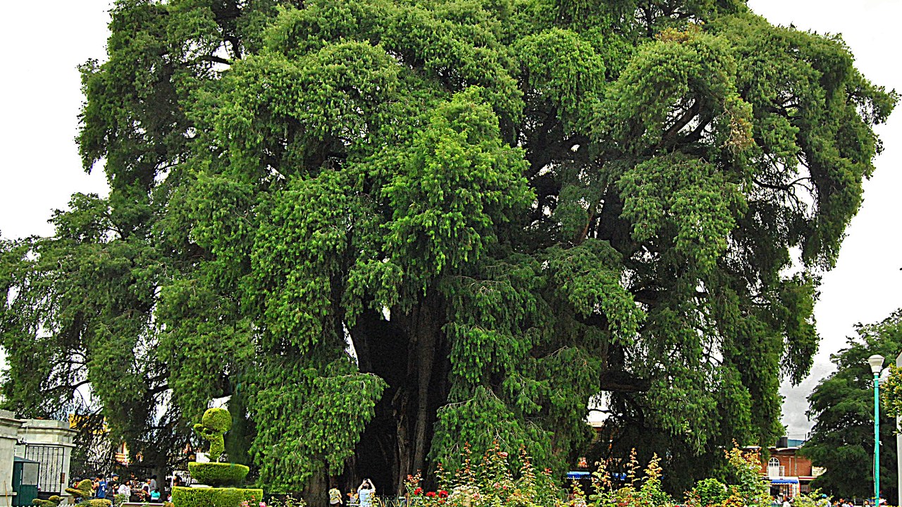 Arbol del Tule — Image Credit: Eljaivan - CC BY-SA 3.0/Wiki Commons