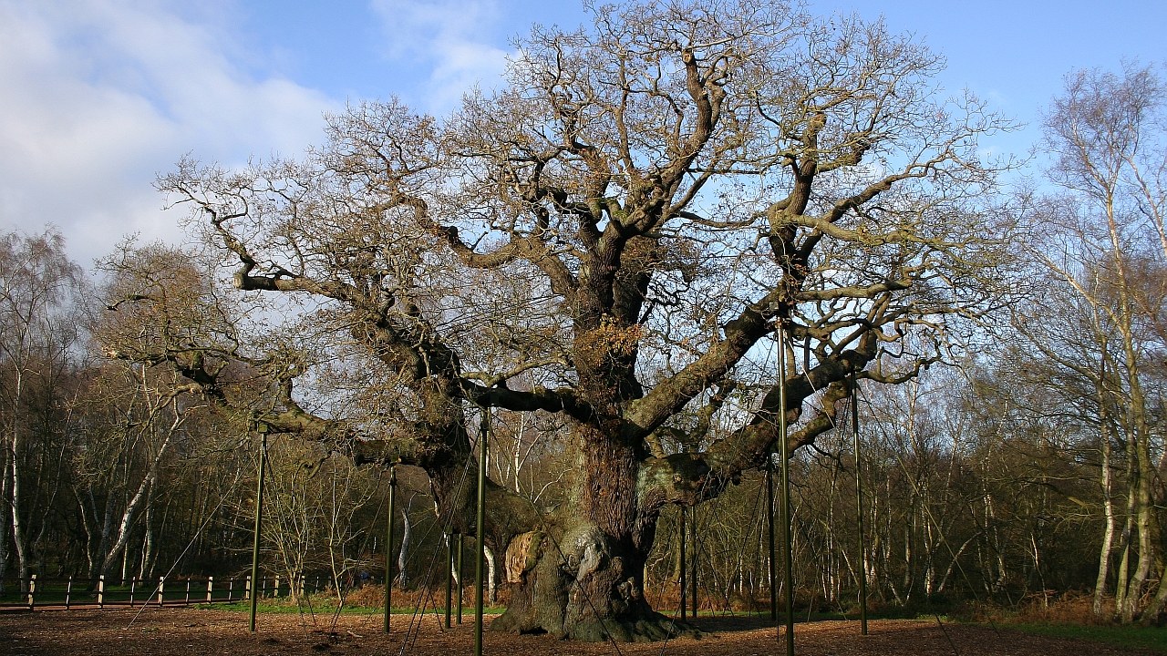 Major Oak — Image Credit: Marcin Floryan - CC BY 2.5/Wiki Commons
