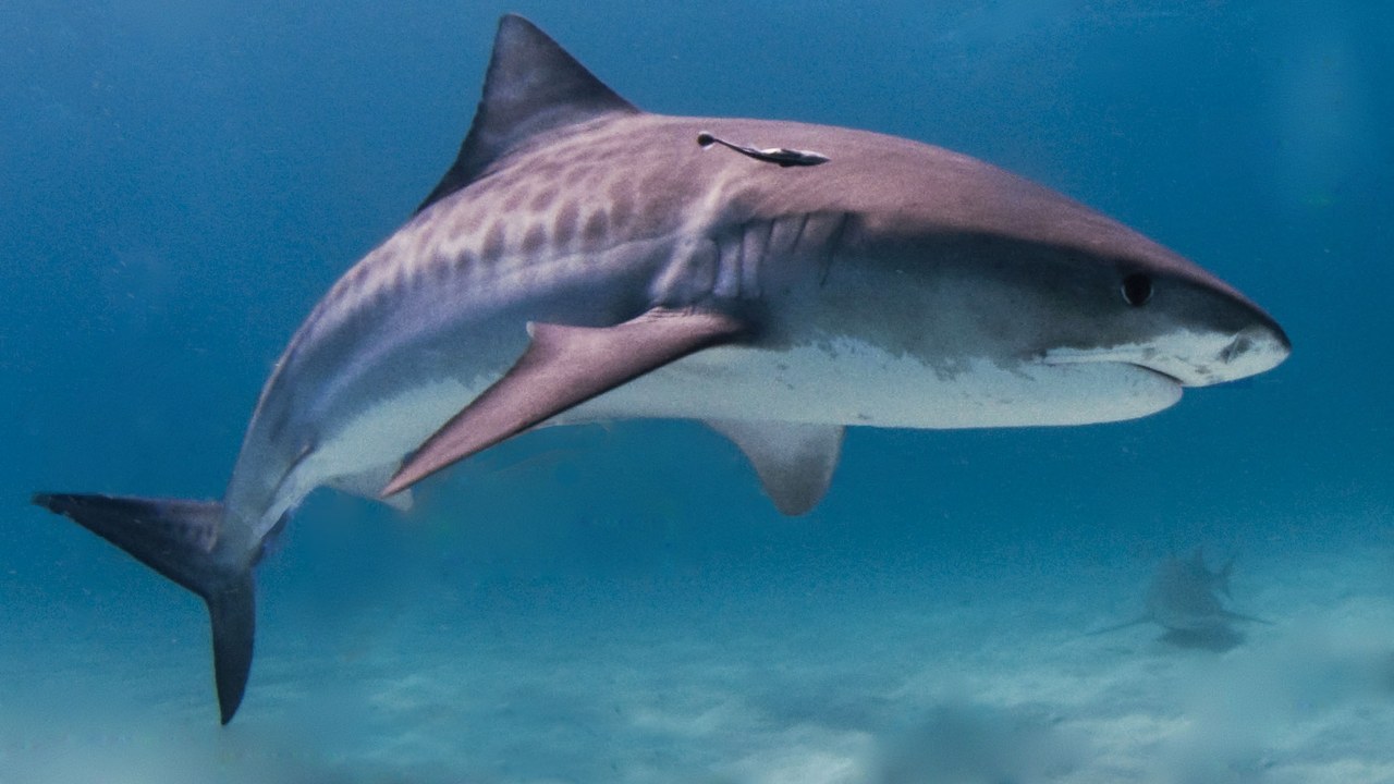 Tiger shark — Image Credit: Albert kok - CC BY-SA 3.0/Wiki Commons