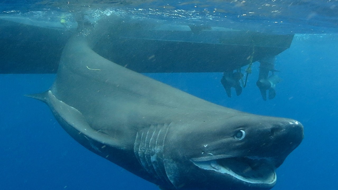 Sixgill shark — Image Credit: Mark Royer - Public domain/Wiki Commons