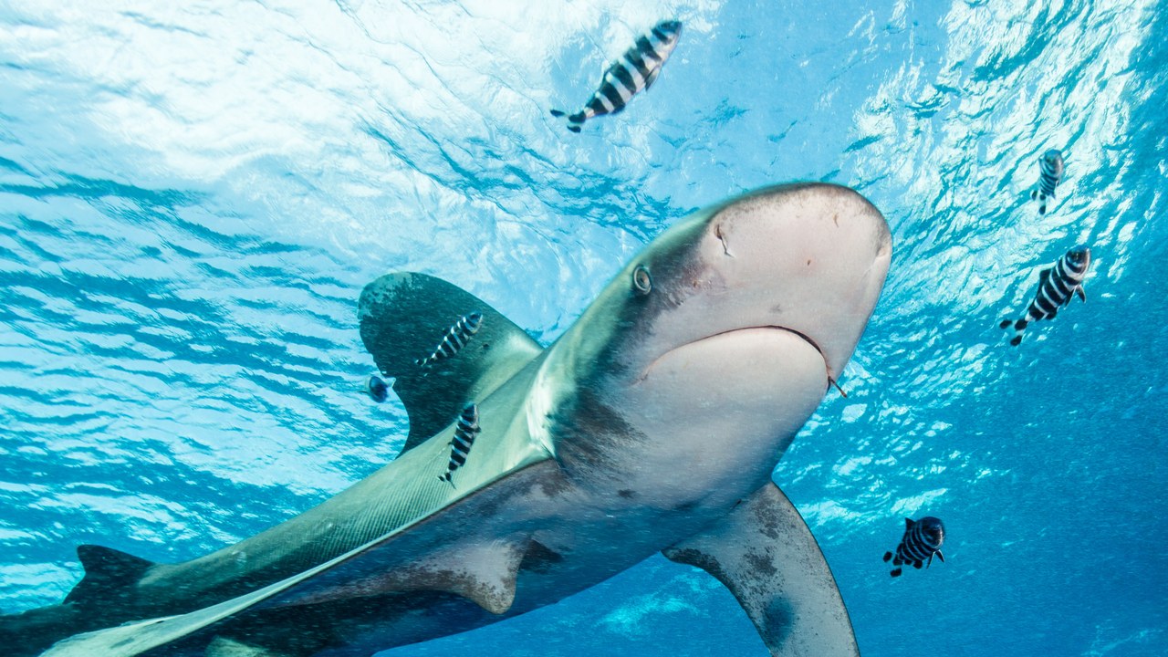 Oceanic whitetip — Image Credit: Alexander Vasenin - CC BY-SA 4.0/Wiki Commons