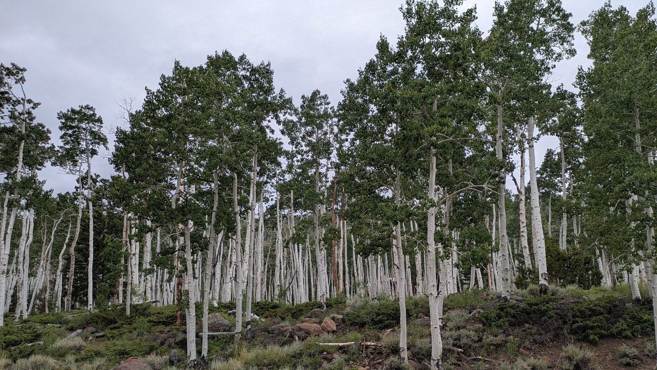 Pando aspen colony — Image Credit: Mx. Granger - CC0/Wiki Commons