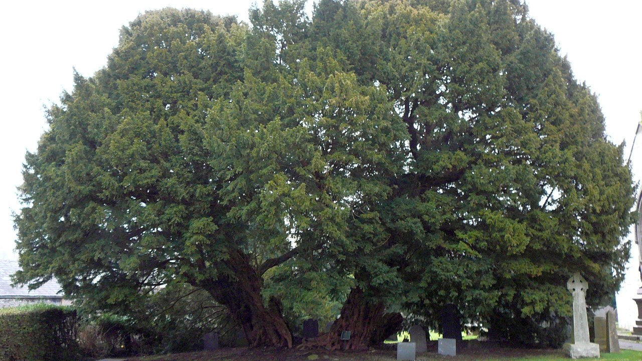Llangernyw Yew — Image Credit: Emgaol - CC BY-SA 3.0/Wiki Commons