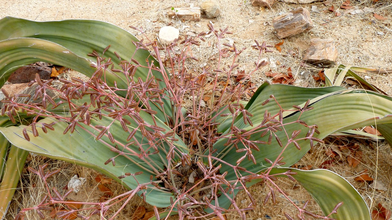 Welwitschia — Image Credit: Willyman - CC BY-SA 4.0/Wiki Commons
