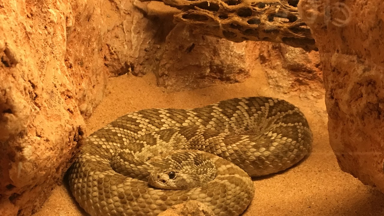 Mojave rattlesnake — Image Credit: Rivera0997 - CC BY-SA 4.0/Wiki Commons