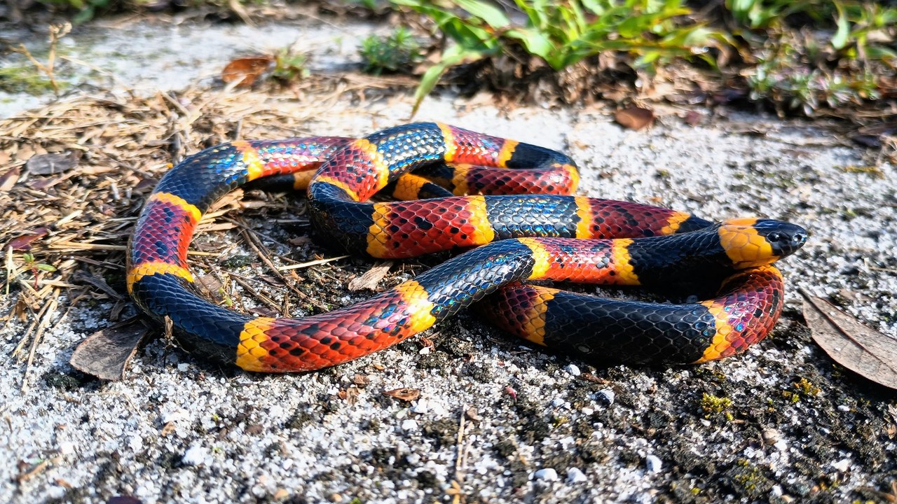 Eastern coral snake — Image Credit: no - CC0/Wiki Commons