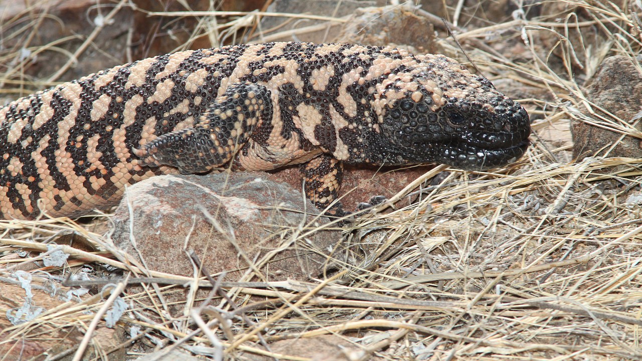 Gila monster — Image Credit: ALAN SCHMIERER - CC0/Wiki Commons