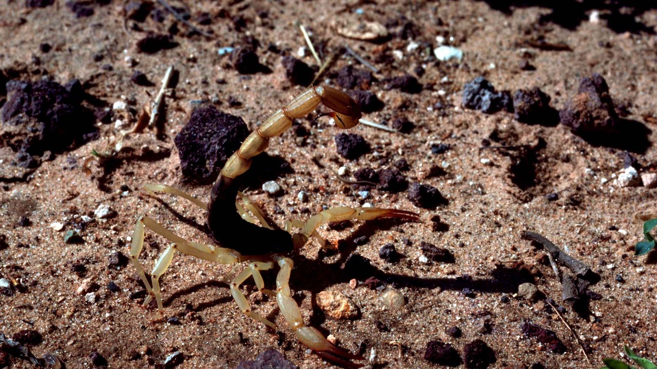 Arizona bark scorpion — Image Credit: Stolz Gary M, U.S. Fish and Wildlife Service - Public domain/Wiki Commons