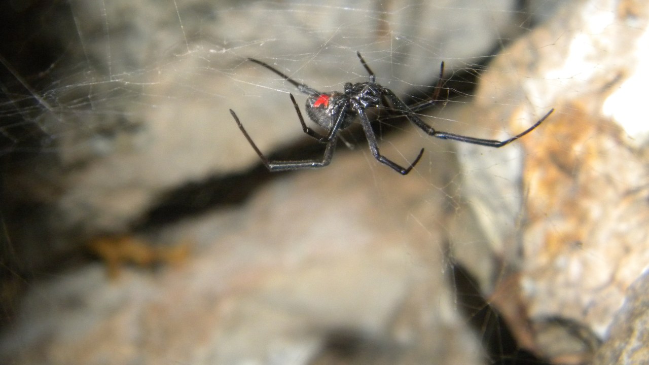 Black widow spider — Image Credit: Maximilian Paradiz from Amsterdam, Netherlands - CC BY 2.0/Wiki Commons