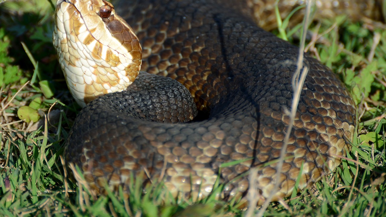 Cottonmouth — Image Credit: Geoff Gallice from Gainesville - CC BY 2.0/Wiki Commons