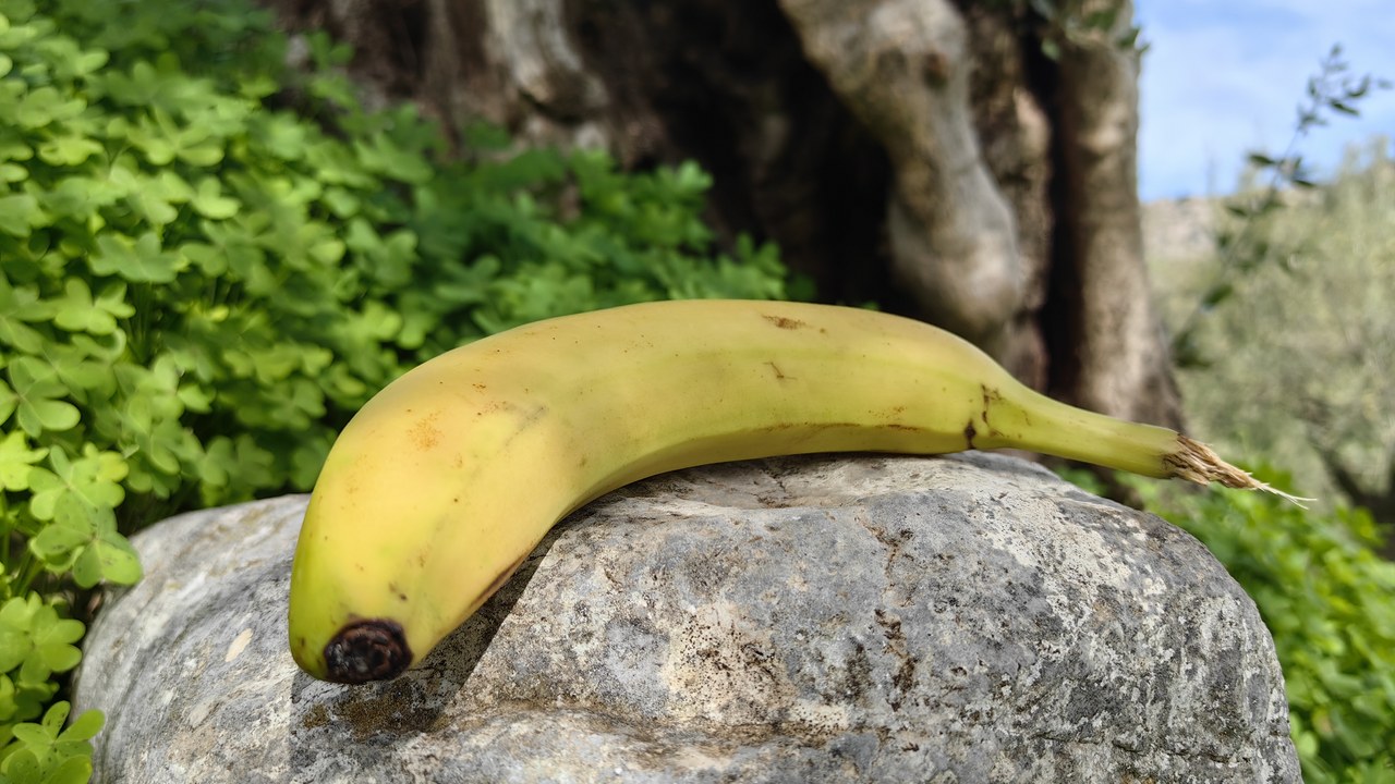 Banana — Image Credit: Petro Stelte - CC BY-SA 4.0/Wiki Commons