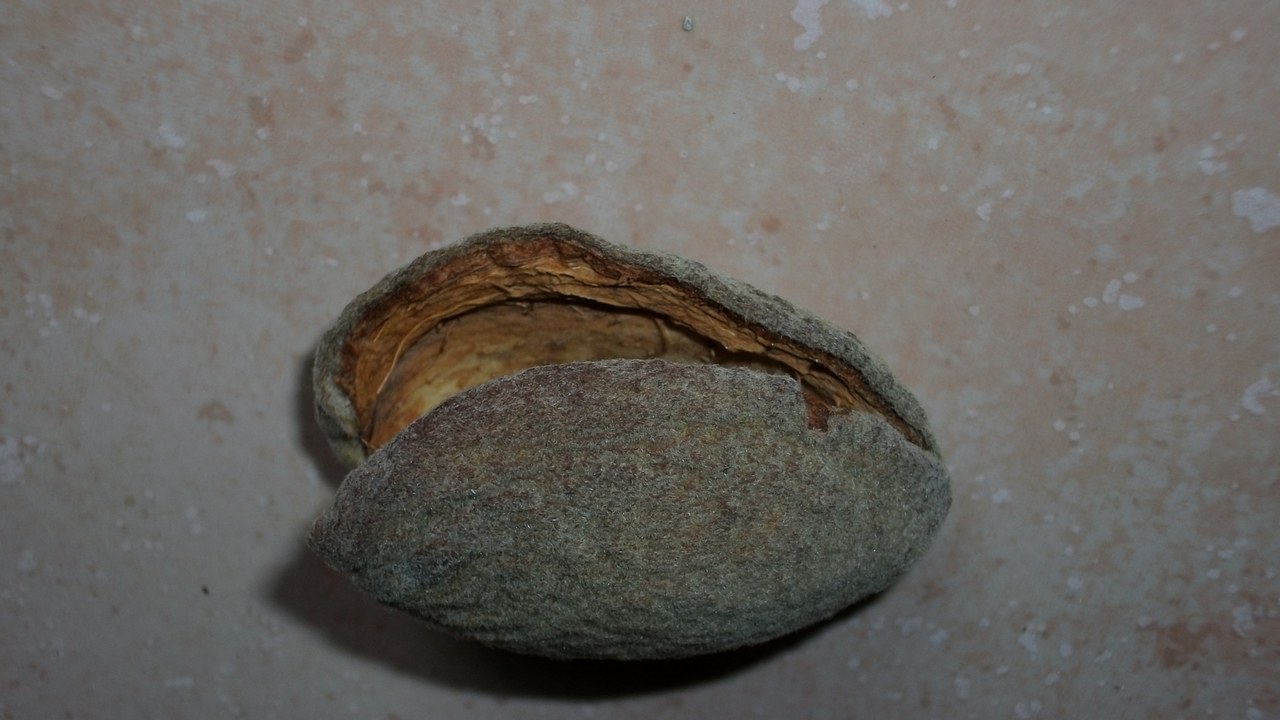 Almond — Image Credit: CosyCobra - CC BY-SA 4.0/Wiki Commons