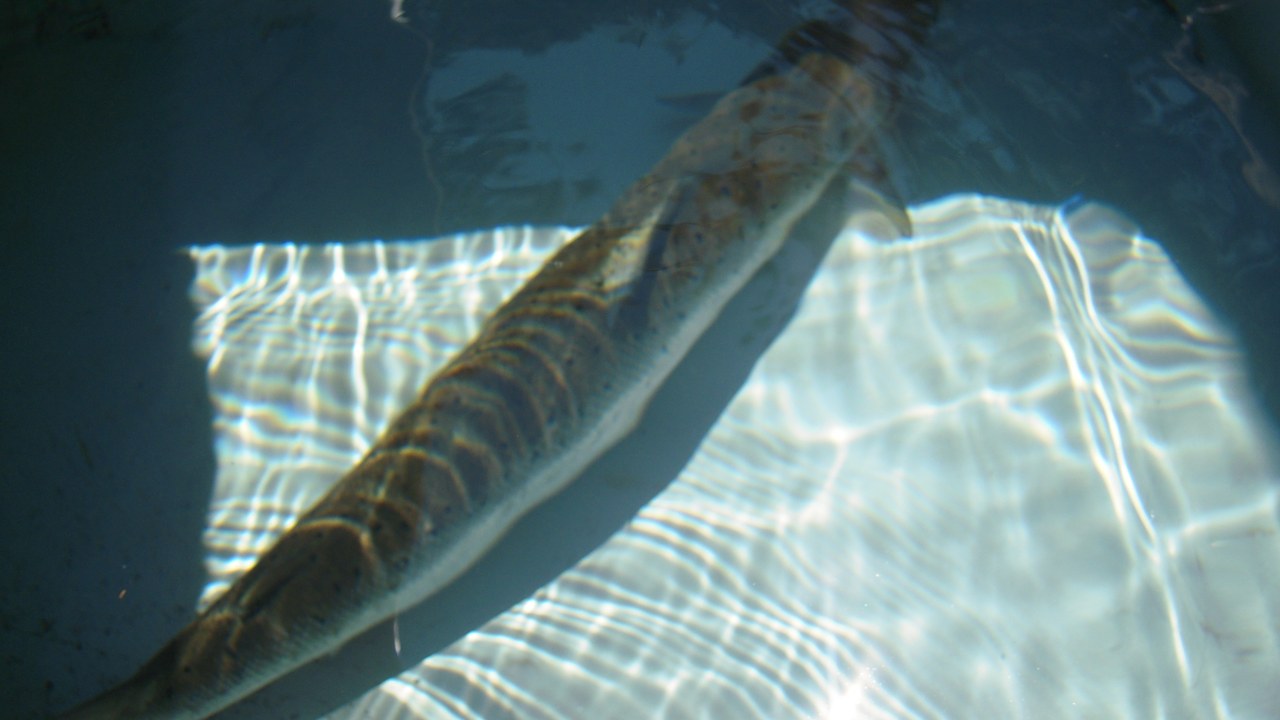 Atlantic salmon — Image Credit: U.S. Fish and Wildlife Service Northeast Region - Public domain/Wiki Commons