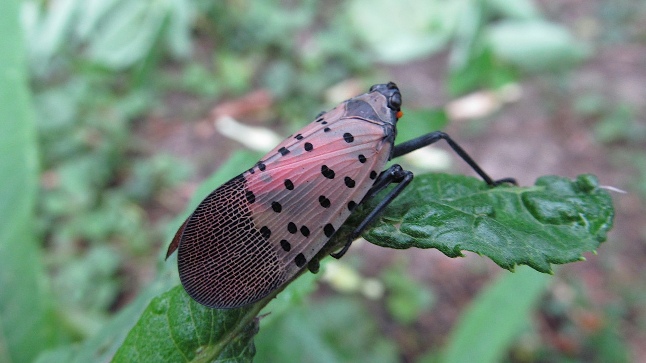 Spotted lanternfly — Image Credit: Cbaile19 - CC0/Wiki Commons