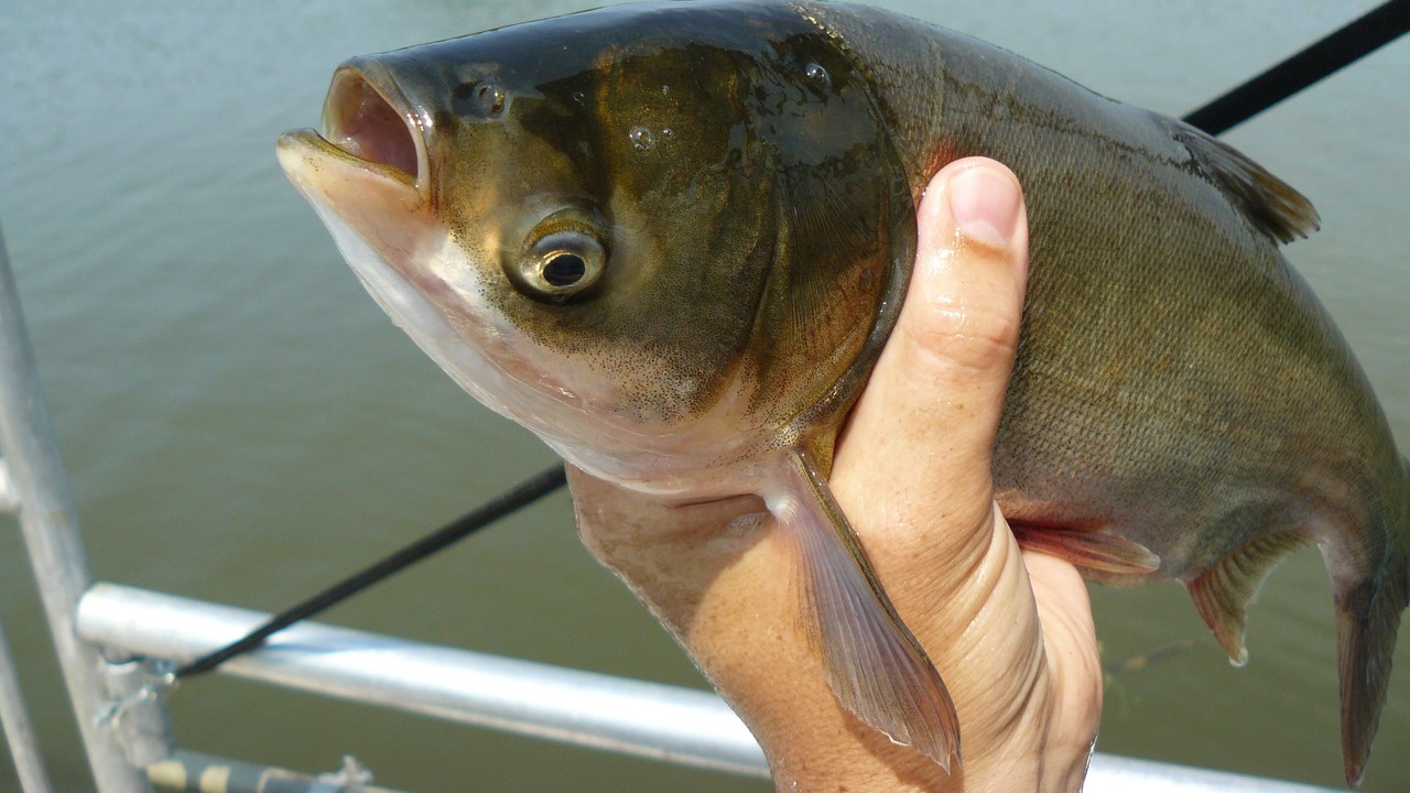 Silver carp — Image Credit: NOAA Great Lakes Environmental Research Laboratory - CC BY-SA 2.0/Wiki Commons