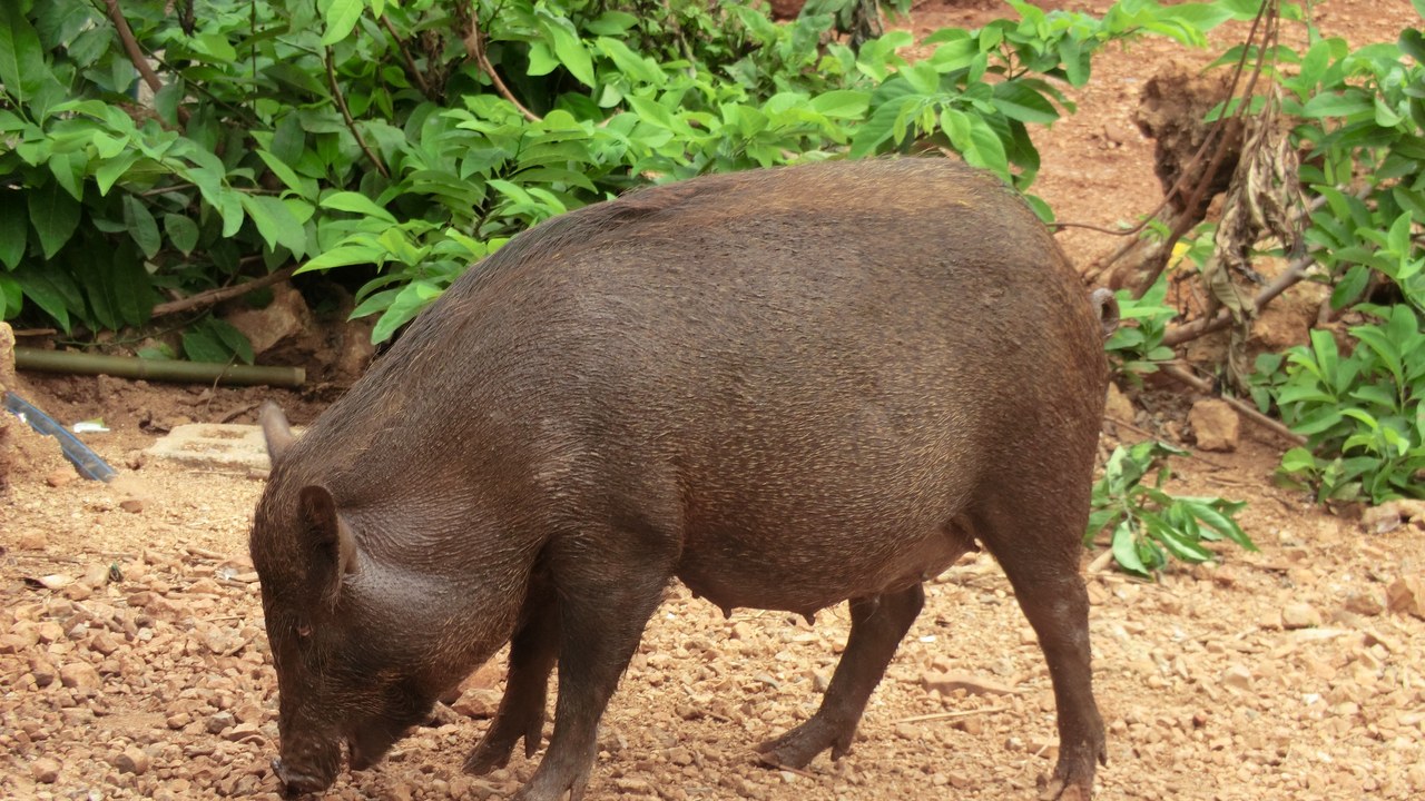 Feral hog — Image Credit: Lobster1 - CC BY-SA 3.0/Wiki Commons